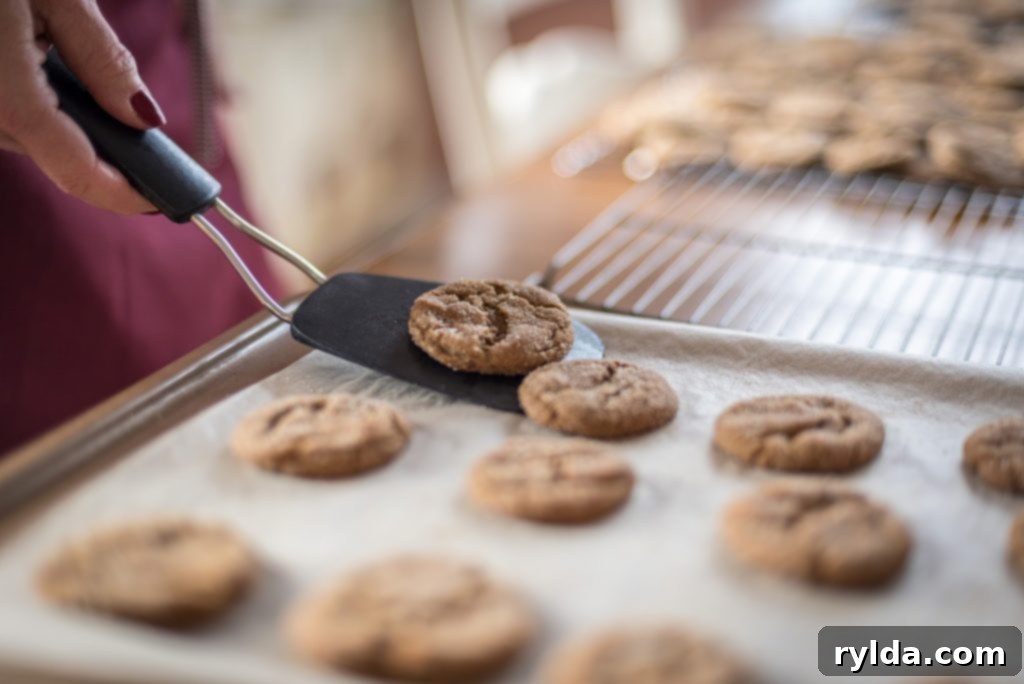 Taking warm ginger snap cookies off the cookie sheet with spatula