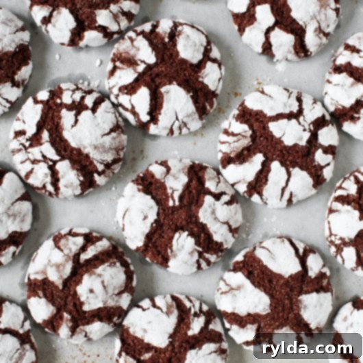 Decadent Chocolate Crinkle Cookies 3 Chocolate Crinkle Cookies, a classic festive dessert.